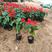 一串红杯苗观赏价值高规格齐全租摆花卉绿化种植