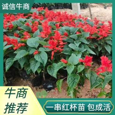 一串红杯苗观赏价值高规格齐全租摆花卉绿化种植