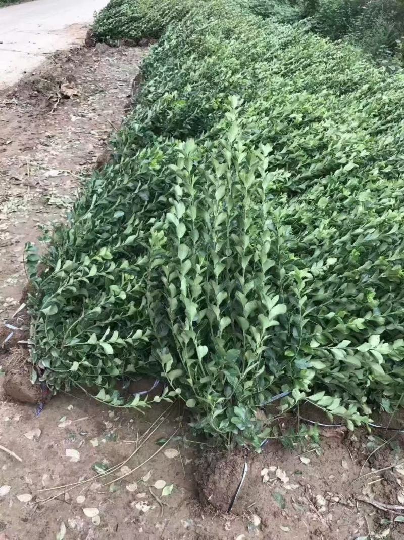 卫矛篱小区绿化，绿篱，景观，道路绿篱