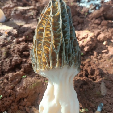 羊肚菌
