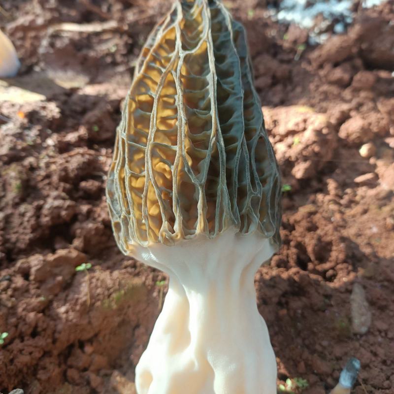 羊肚菌