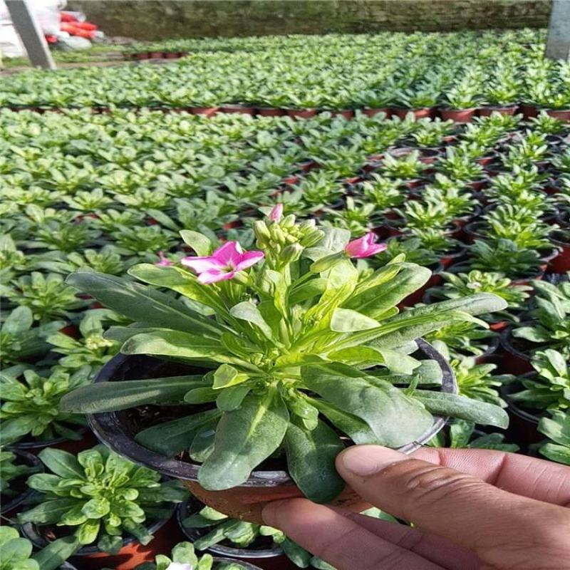 紫罗兰新款防辐射阴花卉盆栽灯光即可四季开花室内客厅好养