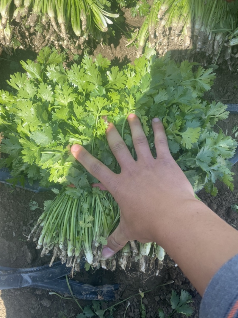 精品小叶铁杆香菜大量上市可加工清洗泡沫箱扎把冷库货