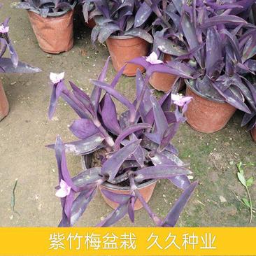紫竹梅吊兰紫色垂吊植物紫罗兰盆栽花卉室内室外庭院水培土培