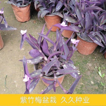 紫竹梅吊兰紫色垂吊植物紫罗兰盆栽花卉室内室外庭院水培土培