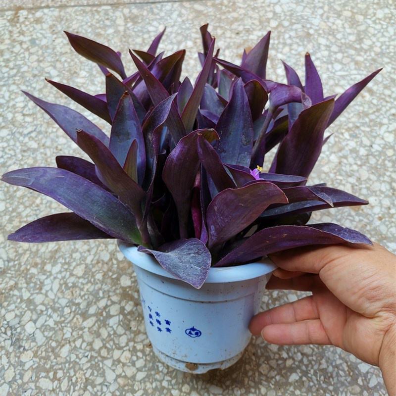 紫竹梅吊兰紫色垂吊植物紫罗兰盆栽花卉室内室外庭院水培土培