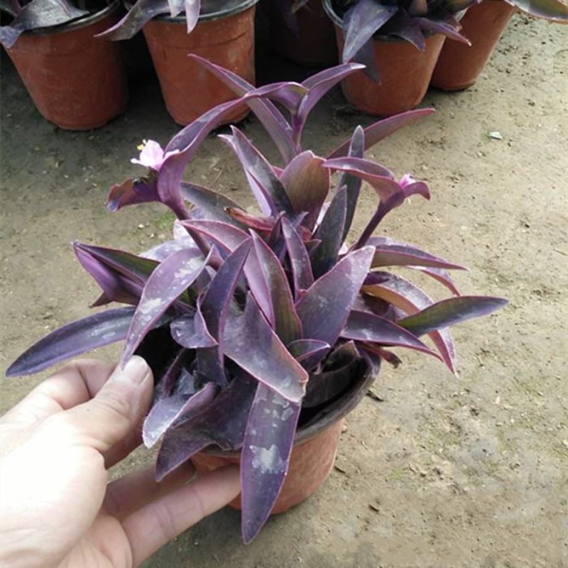 紫竹梅吊兰紫色垂吊植物紫罗兰盆栽花卉室内室外庭院水培土培