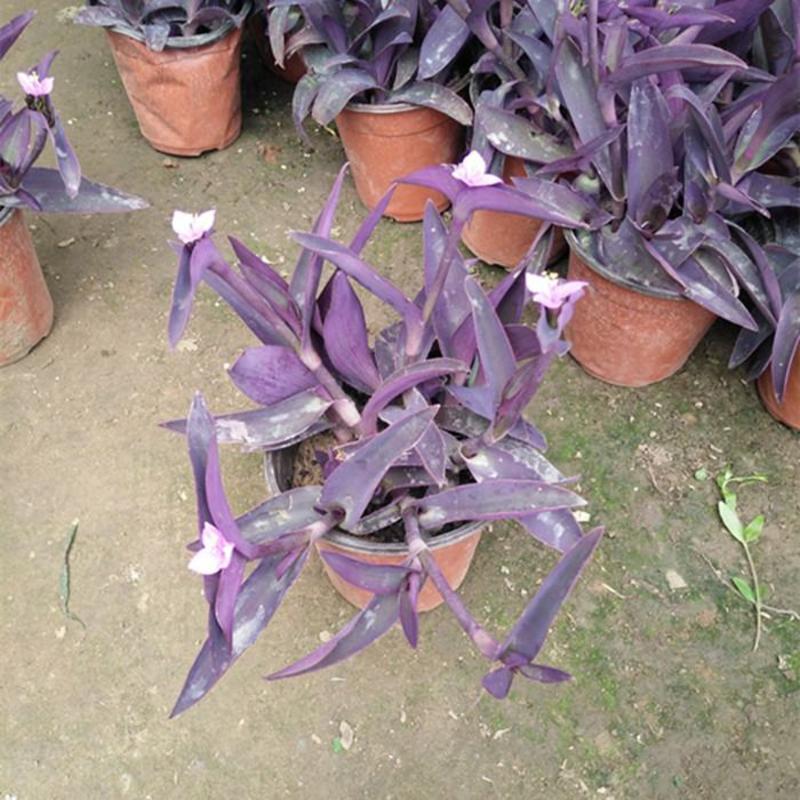 紫竹梅吊兰紫色垂吊植物紫罗兰盆栽花卉室内室外庭院水培土培
