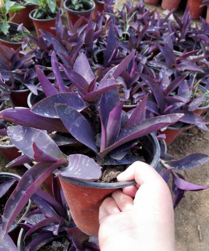紫竹梅吊兰紫色垂吊植物紫罗兰盆栽花卉室内室外庭院水培土培