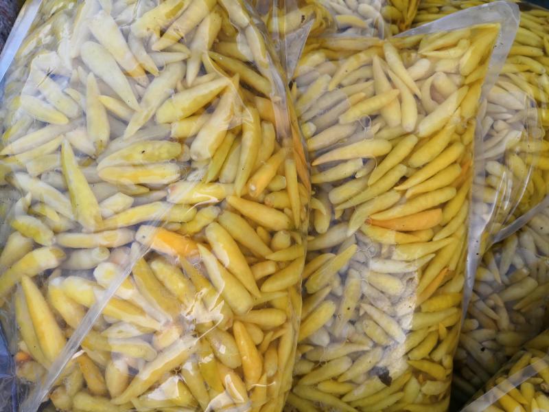 腌制白泡椒，美人椒大量供应，质量保证，诚信经营，代发全国