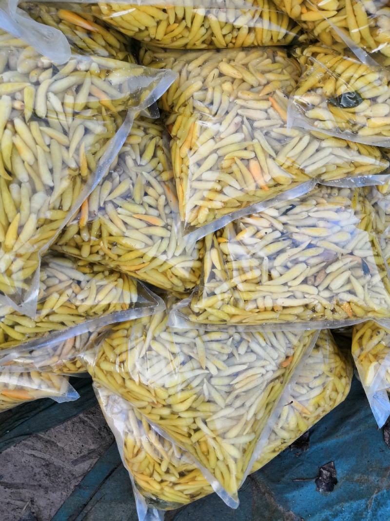 腌制白泡椒，美人椒大量供应，质量保证，诚信经营，代发全国