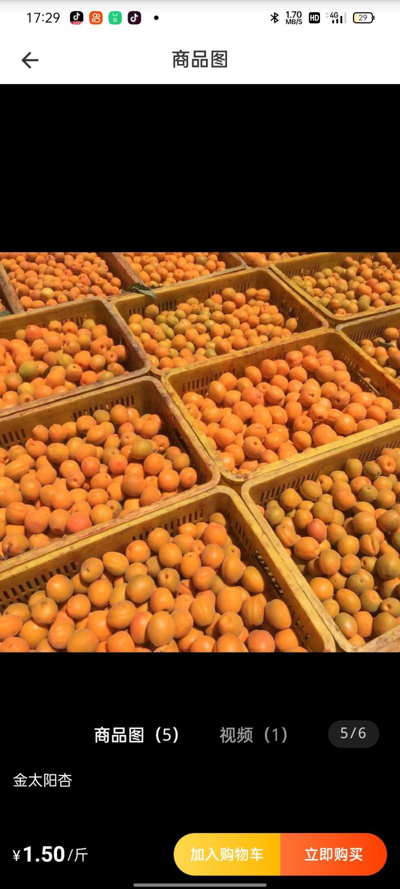 金太阳杏大量上市，加工果，商品果，需要的老板联系我