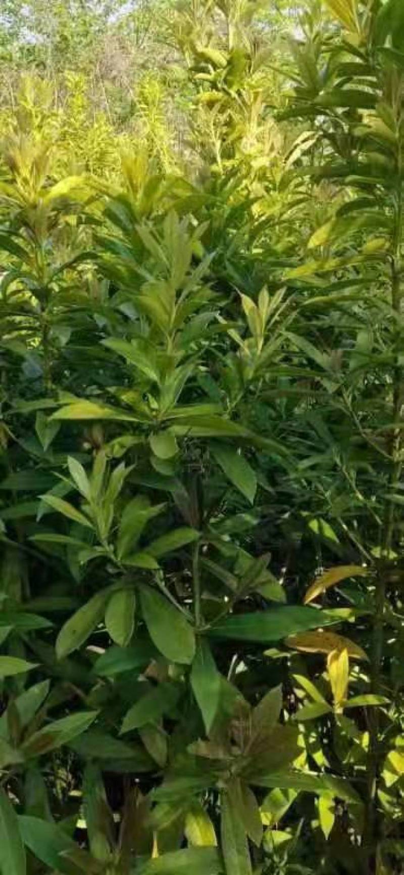 凌角三矾江西九江产地直销大量供应
