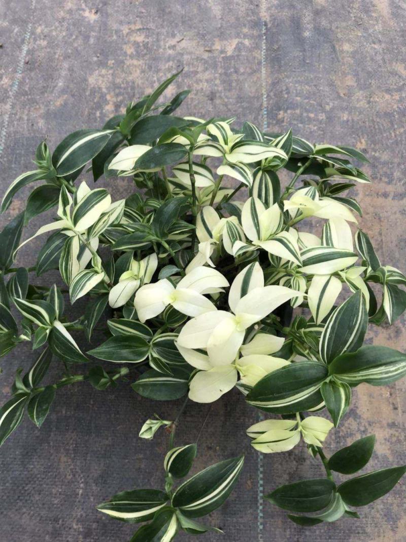 紫叶吊竹梅吊兰绿植物盆栽花卉垂吊室内外桌面客厅庭院小盆栽