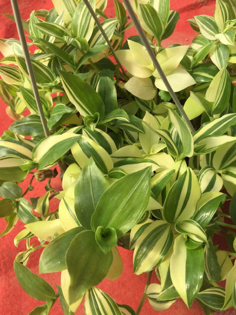 紫叶吊竹梅吊兰绿植物盆栽花卉垂吊室内外桌面客厅庭院小盆栽