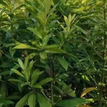 凌角三矾江西九江产地直销大量供应