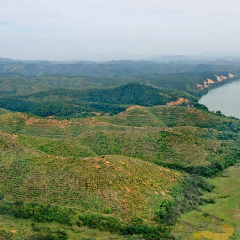 【转让】1300亩广西梧州藤县西江边油茶基地