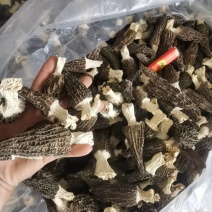 羊肚菌