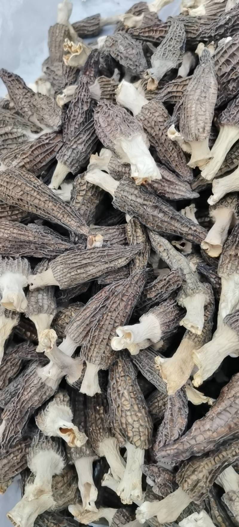 羊肚菌