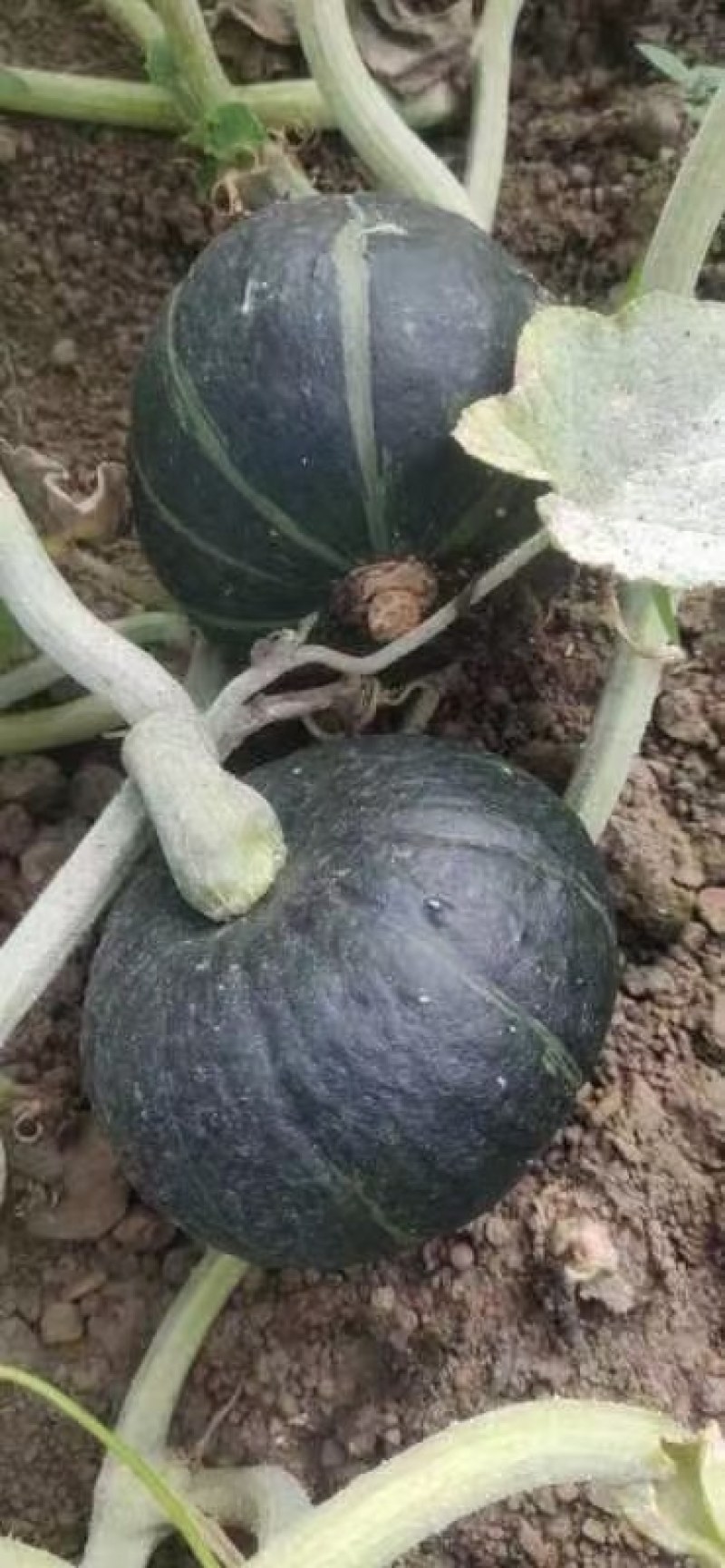 贝贝南瓜