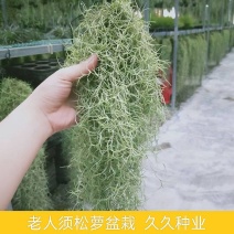 空气草老人须观叶绿植花卉植物盆栽基地种植空气凤梨