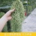 空气草老人须观叶绿植花卉植物盆栽基地种植空气凤梨
