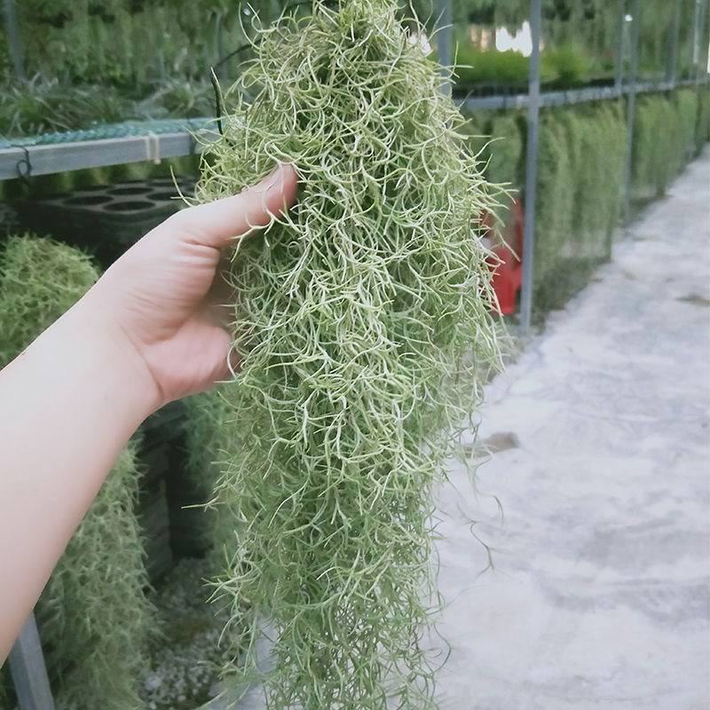 空气草老人须观叶绿植花卉植物盆栽基地种植空气凤梨