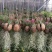 空气草老人须观叶绿植花卉植物盆栽基地种植空气凤梨