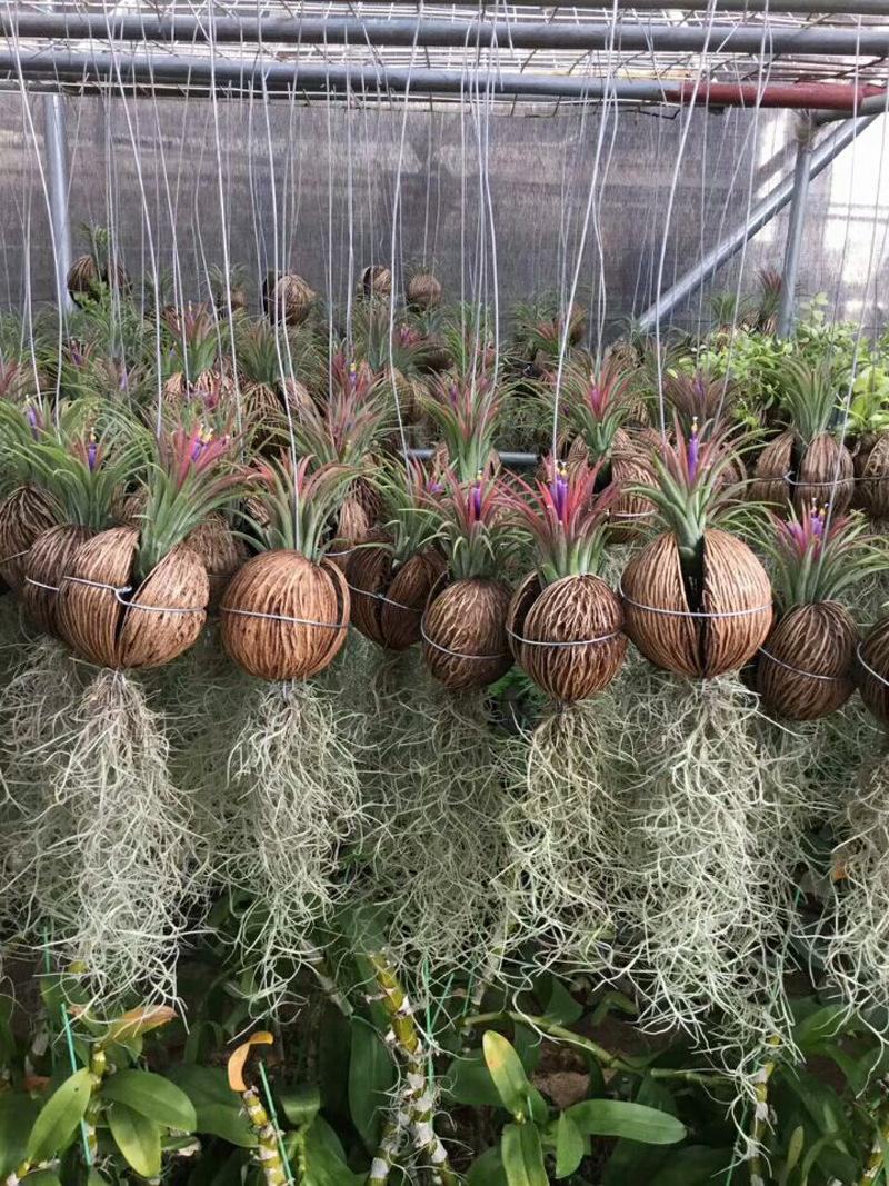 空气草老人须观叶绿植花卉植物盆栽基地种植空气凤梨