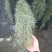 空气草老人须观叶绿植花卉植物盆栽基地种植空气凤梨