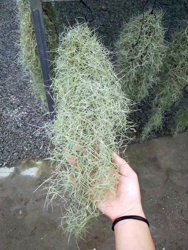 空气草老人须观叶绿植花卉植物盆栽基地种植空气凤梨