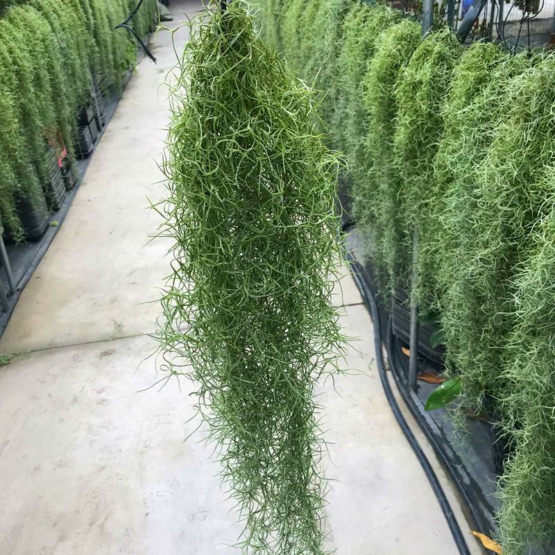 空气草老人须观叶绿植花卉植物盆栽基地种植空气凤梨