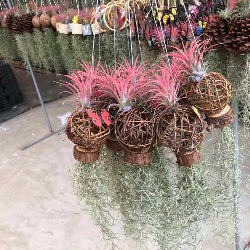 空气草老人须观叶绿植花卉植物盆栽基地种植空气凤梨