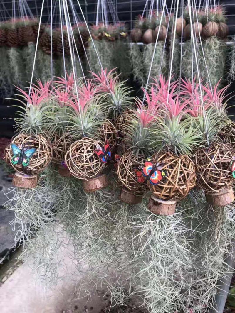 空气草老人须观叶绿植花卉植物盆栽基地种植空气凤梨