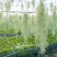 空气草老人须观叶绿植花卉植物盆栽基地种植空气凤梨