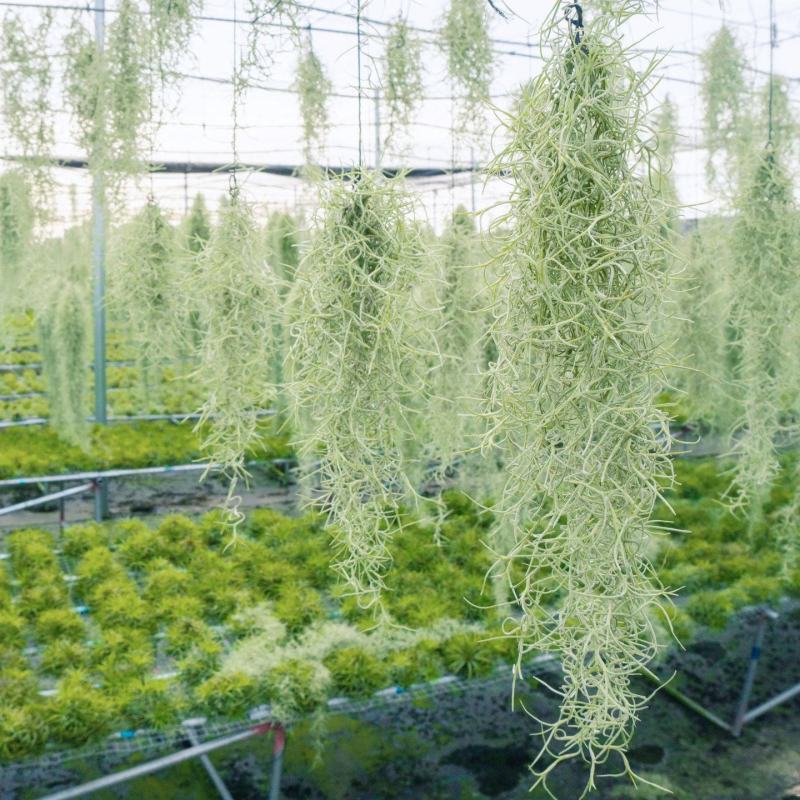 空气草老人须观叶绿植花卉植物盆栽基地种植空气凤梨