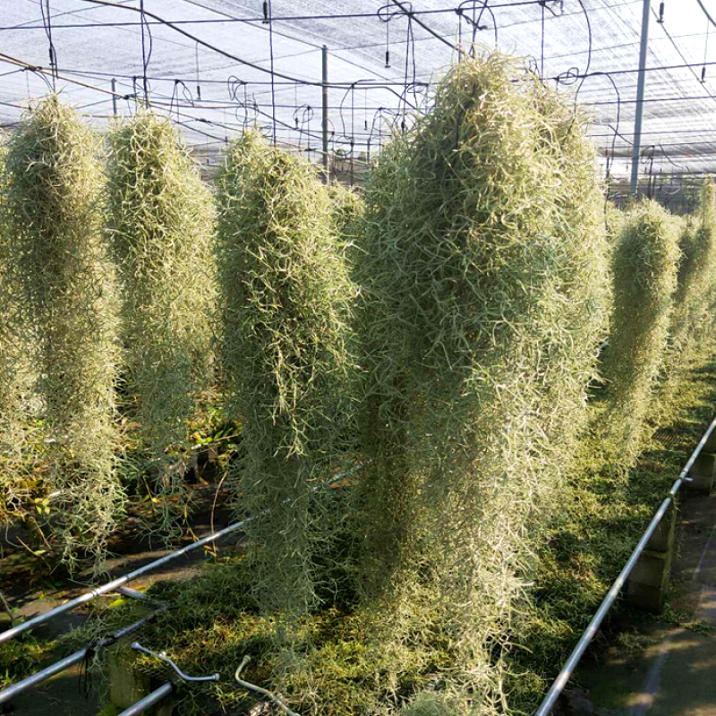 空气草老人须观叶绿植花卉植物盆栽基地种植空气凤梨