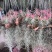 空气草老人须观叶绿植花卉植物盆栽基地种植空气凤梨