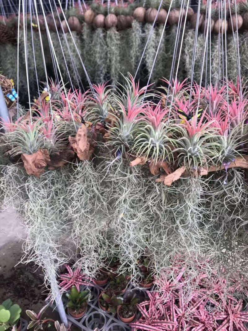 空气草老人须观叶绿植花卉植物盆栽基地种植空气凤梨