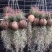 空气草老人须观叶绿植花卉植物盆栽基地种植空气凤梨
