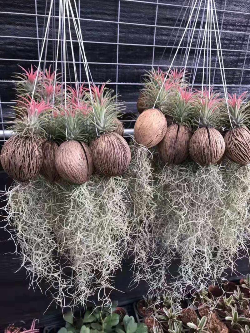 空气草老人须观叶绿植花卉植物盆栽基地种植空气凤梨