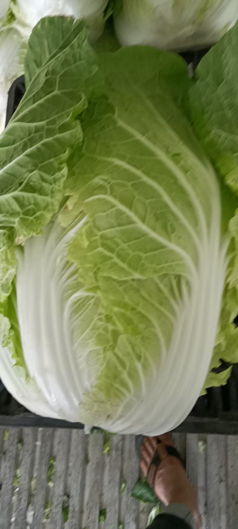 建瓯高山黄心大白菜！！！！！！！！！！！