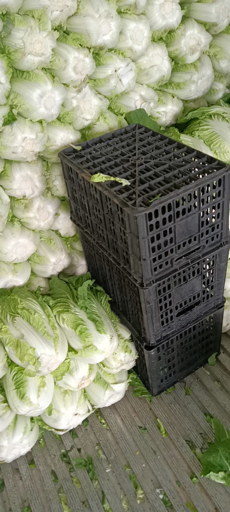 建瓯高山黄心大白菜！！！！！！！！！！！