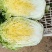 建瓯高山黄心大白菜！！！！！！！！！！！