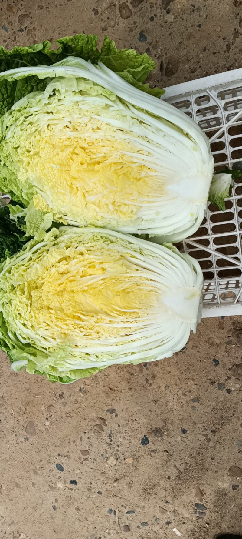 建瓯高山黄心大白菜！！！！！！！！！！！