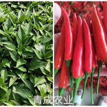 大果艳红小米椒苗，椒多多2，天香，泰国进口系列小米椒苗，