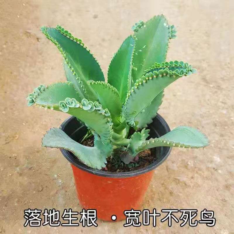 不死鸟落地生根宽叶不死鸟盆栽绿植蕾丝公主不死鸟多肉羽叶