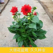 大丽花盆栽花卉带花苞发货花期长植物多年生花卉庭院