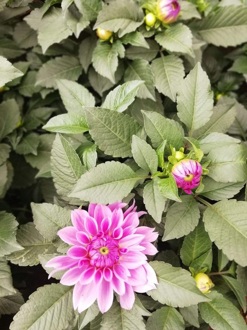 大丽花盆栽花卉带花苞发货花期长植物多年生花卉庭院