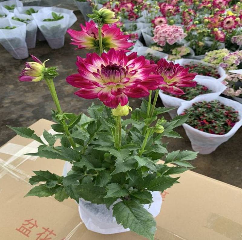 大丽花盆栽花卉带花苞发货花期长植物多年生花卉庭院